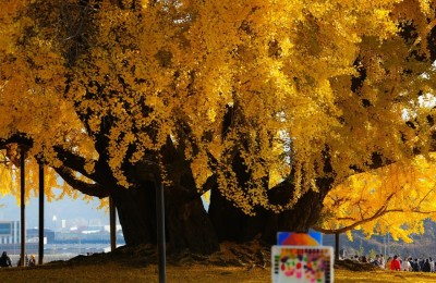 반계리 은행나무 라이딩 다녀왔던 사진입니다