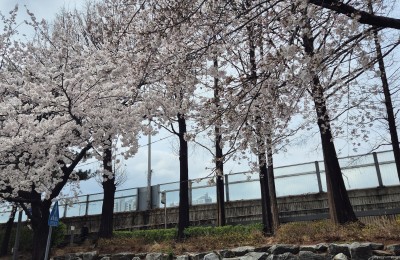 중랑천 벚꽃길 만개했네요