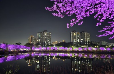 벚꽃바리 = 행복