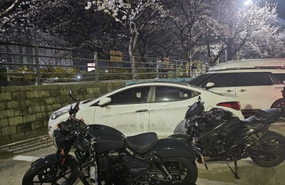 비오기전 마지막 벚꽃보러
